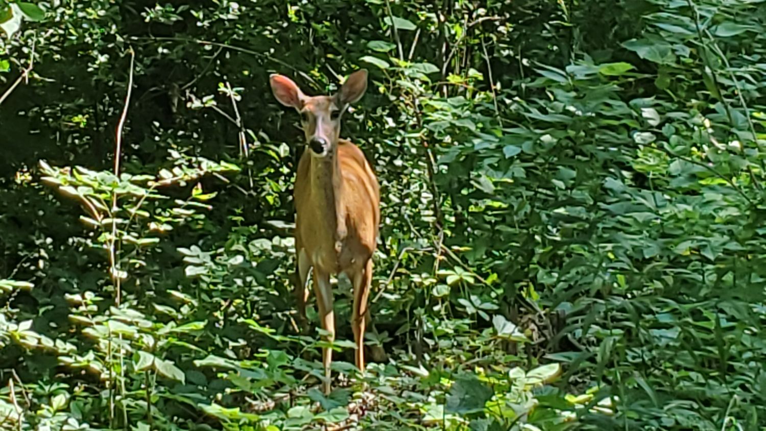 Bemis Forest Preserve Cook County 